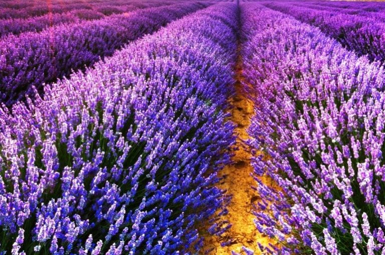 Lavanda Officinalis Planterra Ro Viata Pe Verde