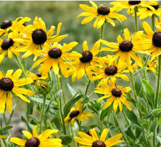 Echinacea Galbena Paradoxay C Radacina Planterra Ro Viata Pe Verde