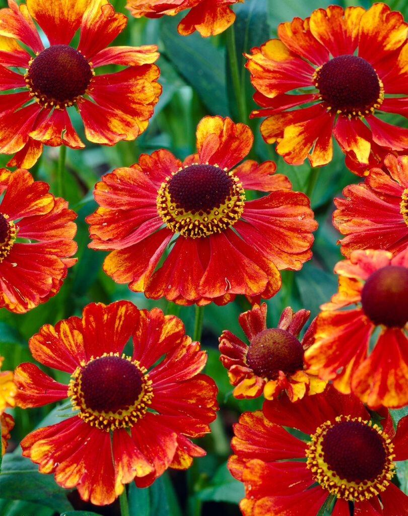 Helenium Chelsey Radacina Planterra Ro Viata Pe Verde