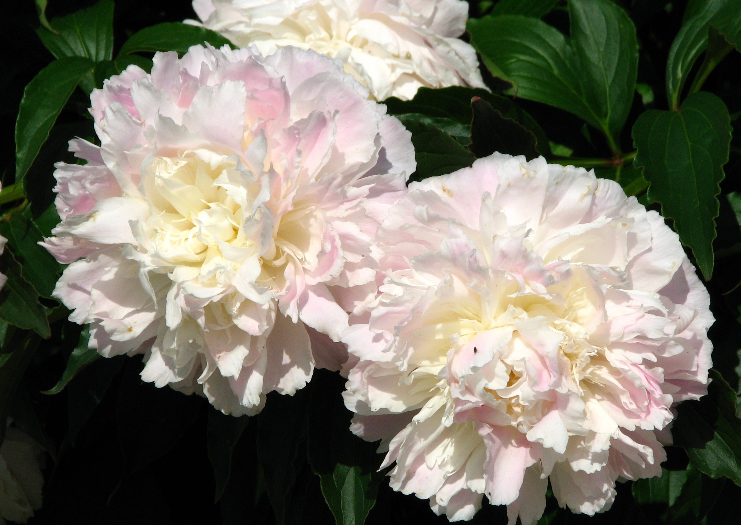 Bujor alb-roziu-Shirley Temple-p1