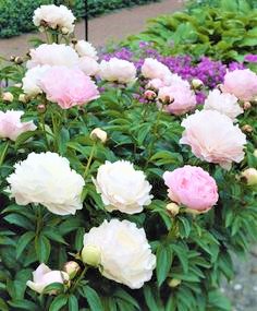 Bujor alb-roziu-Shirley Temple-p2 (2)