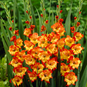 Gladiole-Princess margareth rose