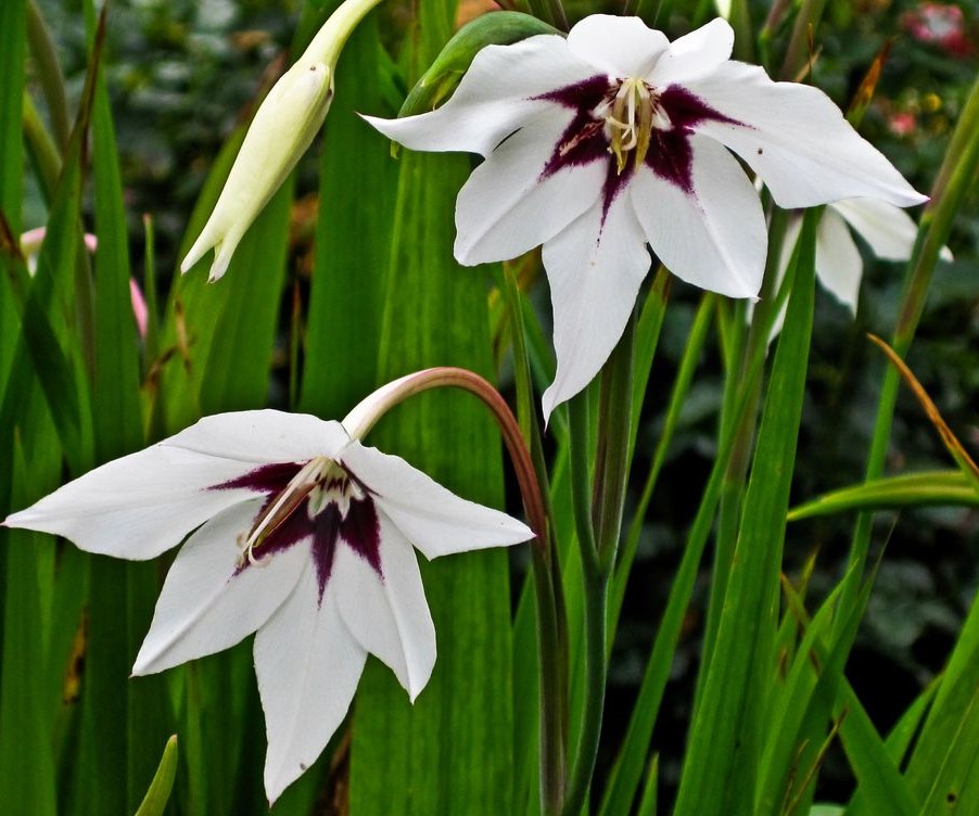 Gladiole Acidanthera 10 Buc Planterra Ro Viata Pe Verde