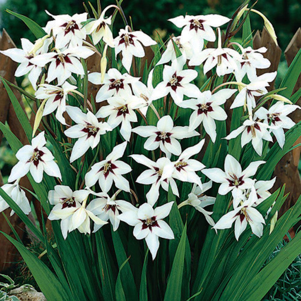 Gladiole Acidanthera 5 Buc Planterra Ro Viata Pe Verde