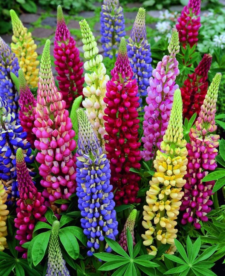 Lupin Russel Multicolor Mix Radacini Planterra Ro Viata Pe Verde