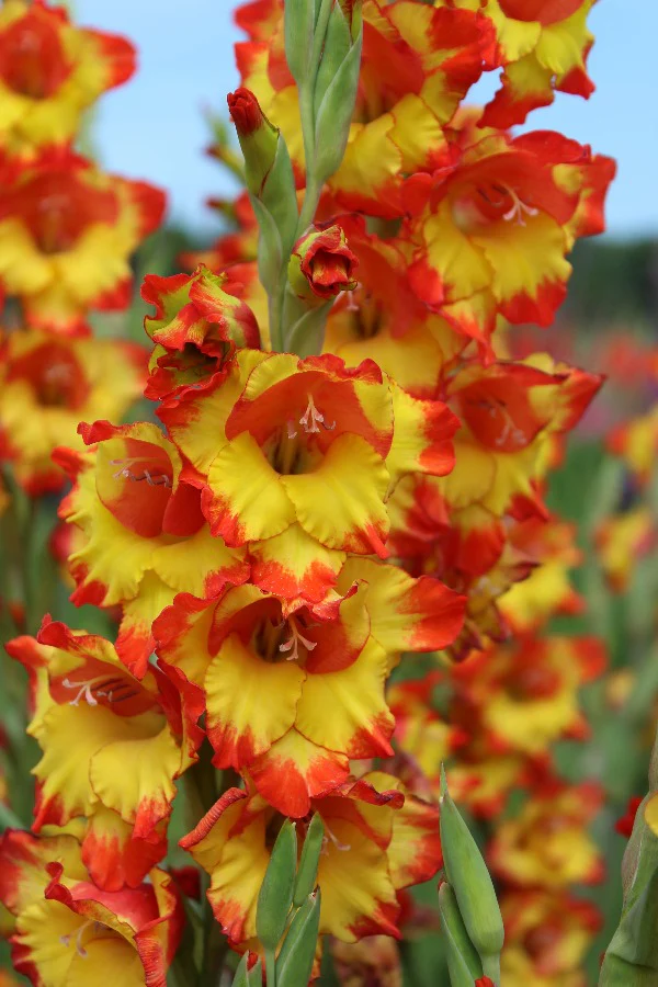 Princess Margareth Rose gladiolus-p1