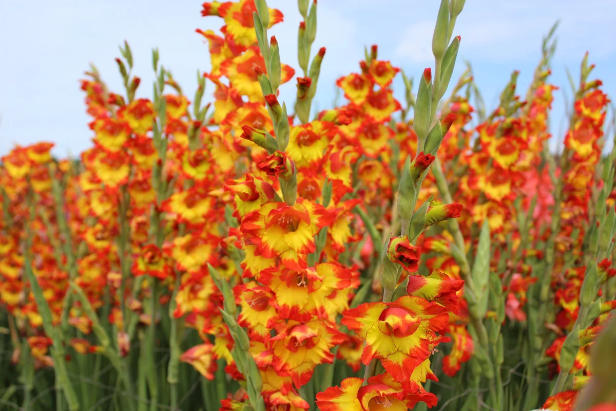 Princess Margareth Rose gladiolus-p2