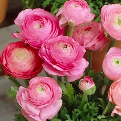 Ranunculus Roz Buc Planterra Ro Viata Pe Verde