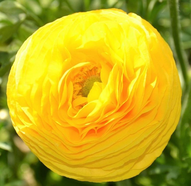 Ranunculus Galben 10 Buc Planterra Ro Viata Pe Verde