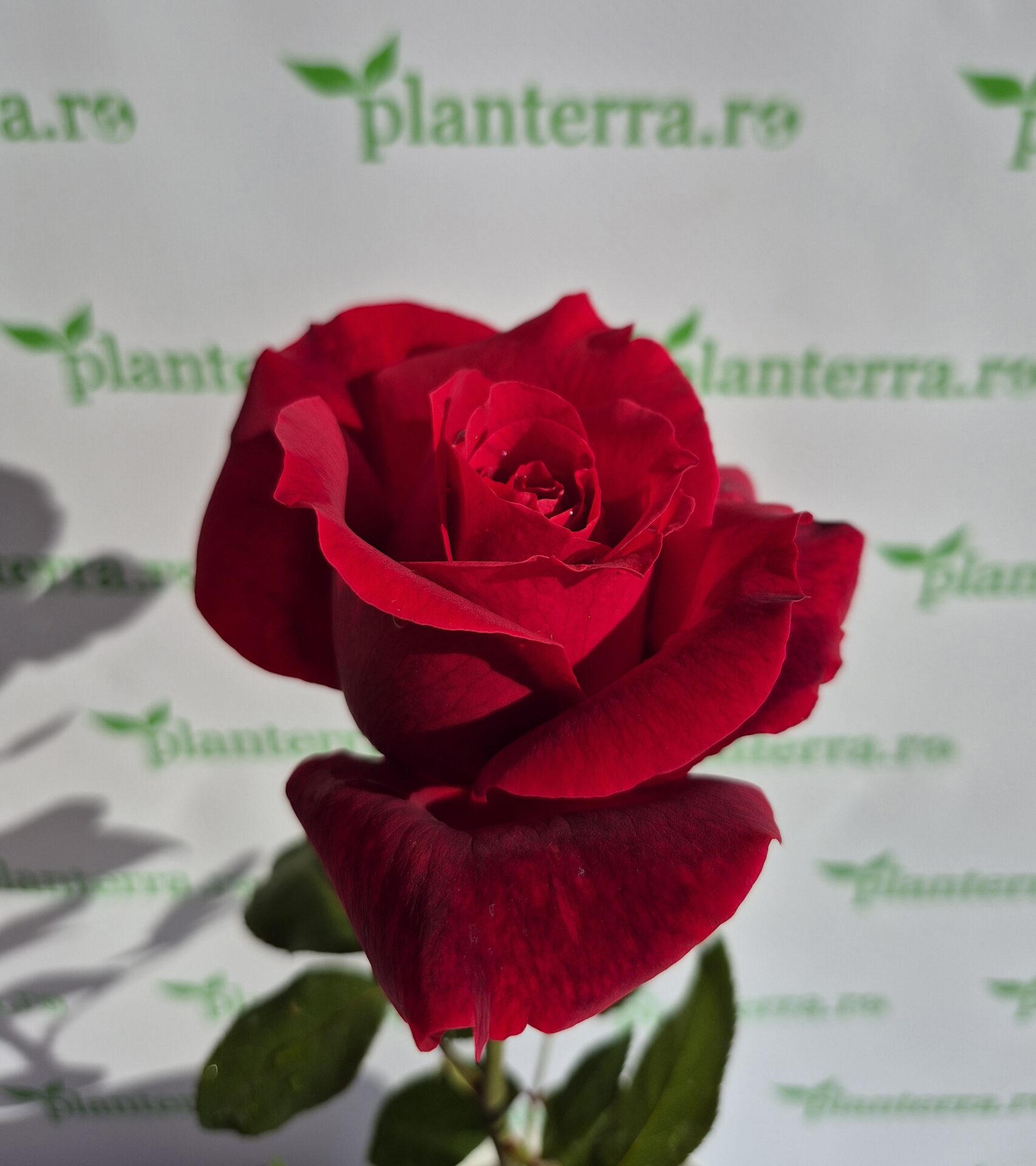 TrandafirMypic-p13