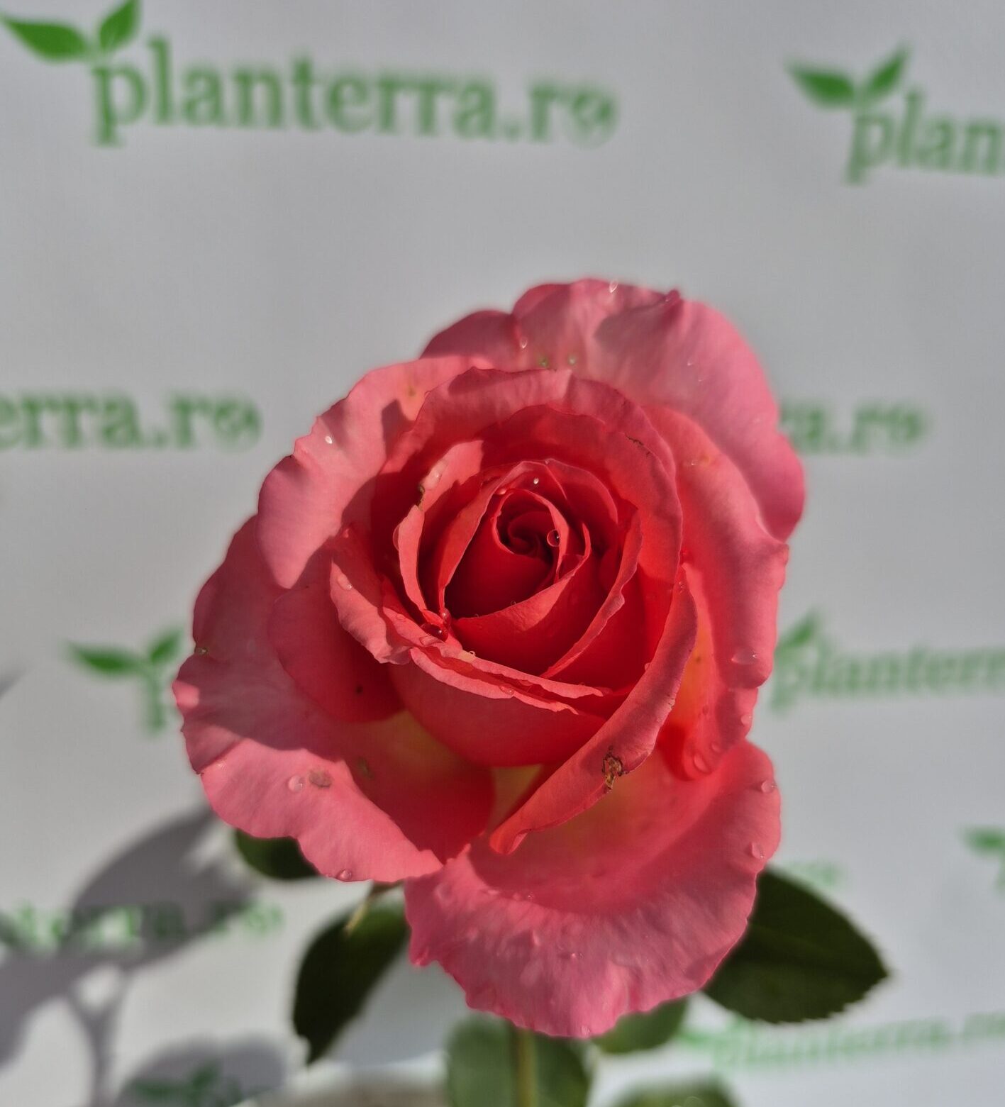 TranfdafirMyPic3Oct-p5