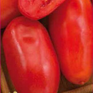 Tomate de bulion San Marzano 0,5 gr.