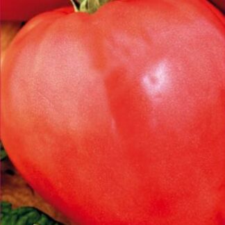 Tomate Inima de Bou 0,3 gr.
