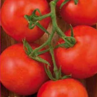Tomate sera-solar Saint Pierre 0,5 gr.