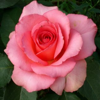 Trandafir Teahibrid Mondiale-1buc