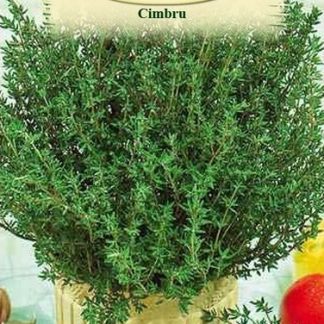 Cimbru 2 gr.