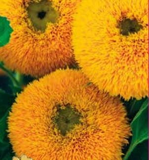 Floarea Soarelui Decorativă 0,8 gr.