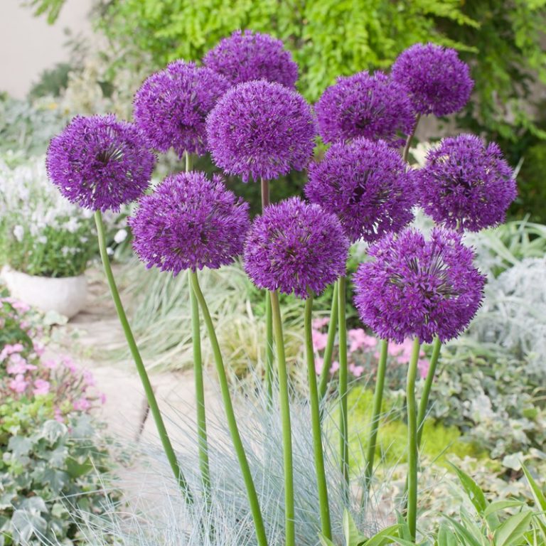 Allium Purple Sensation3 buc planterra.ro viata pe verde