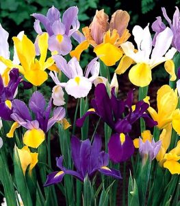 Iris Hollandica Mixed 10 Buc Planterra Ro Viata Pe Verde