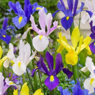 Iris Hollandica Mixed Buc Planterra Ro Viata Pe Verde