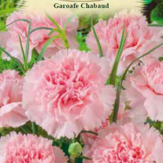 Garoafe Chabaud Rose 0,15gr.
