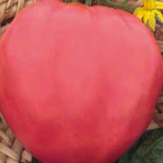 Tomate Inimă De Bou-Roz 0,3gr.
