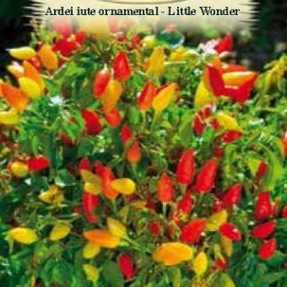 Ardei IuteOrnamental-LittleWonder 0,3gr.