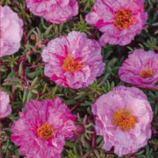 Flori De Piatră Rose 0,1 gr.