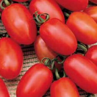 Tomate-Roma 0,5 gr.