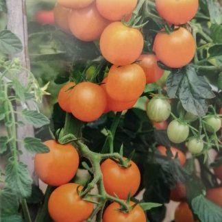 Tomate Orange Cherry 0,3 gr.