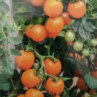 Tomate Orange Cherry 0,2 gr.