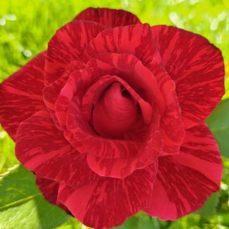 Trandafir Teahibrid Konstance-1buc