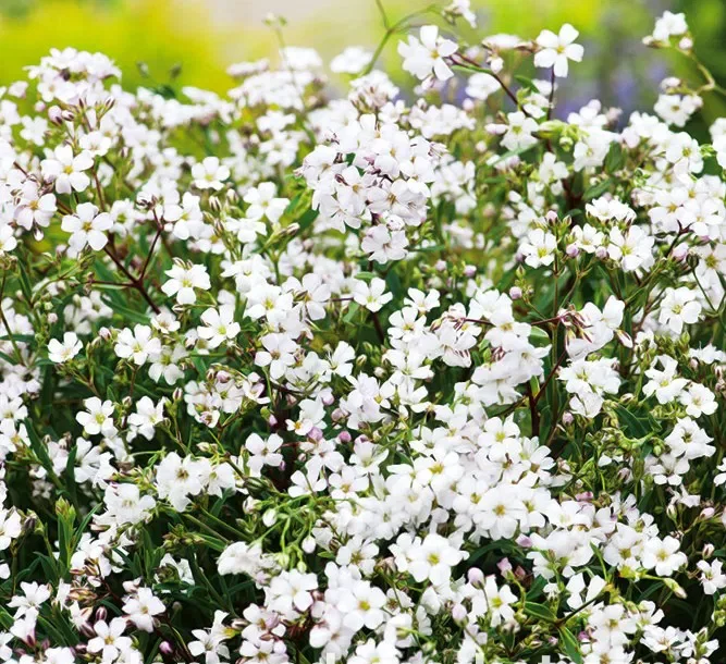Alba-Gypsophila Paniculata-p1