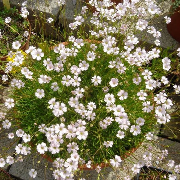 Alba-Gypsophila Paniculata-p2