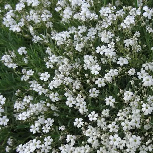 Alba-Gypsophila Paniculata-p3
