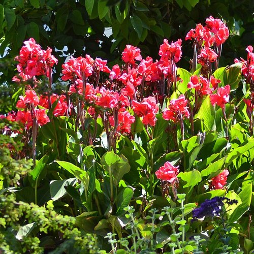 Canna Crimson Beauty-p1