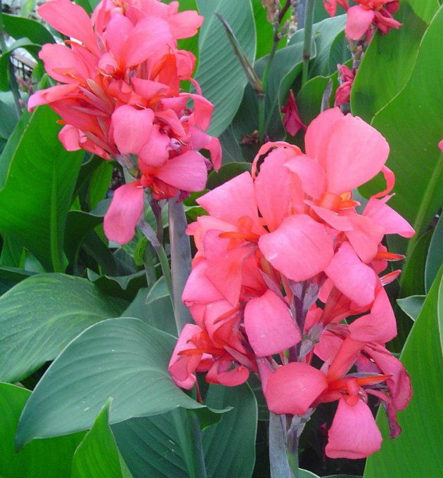 Canna Crimson Beauty-p3