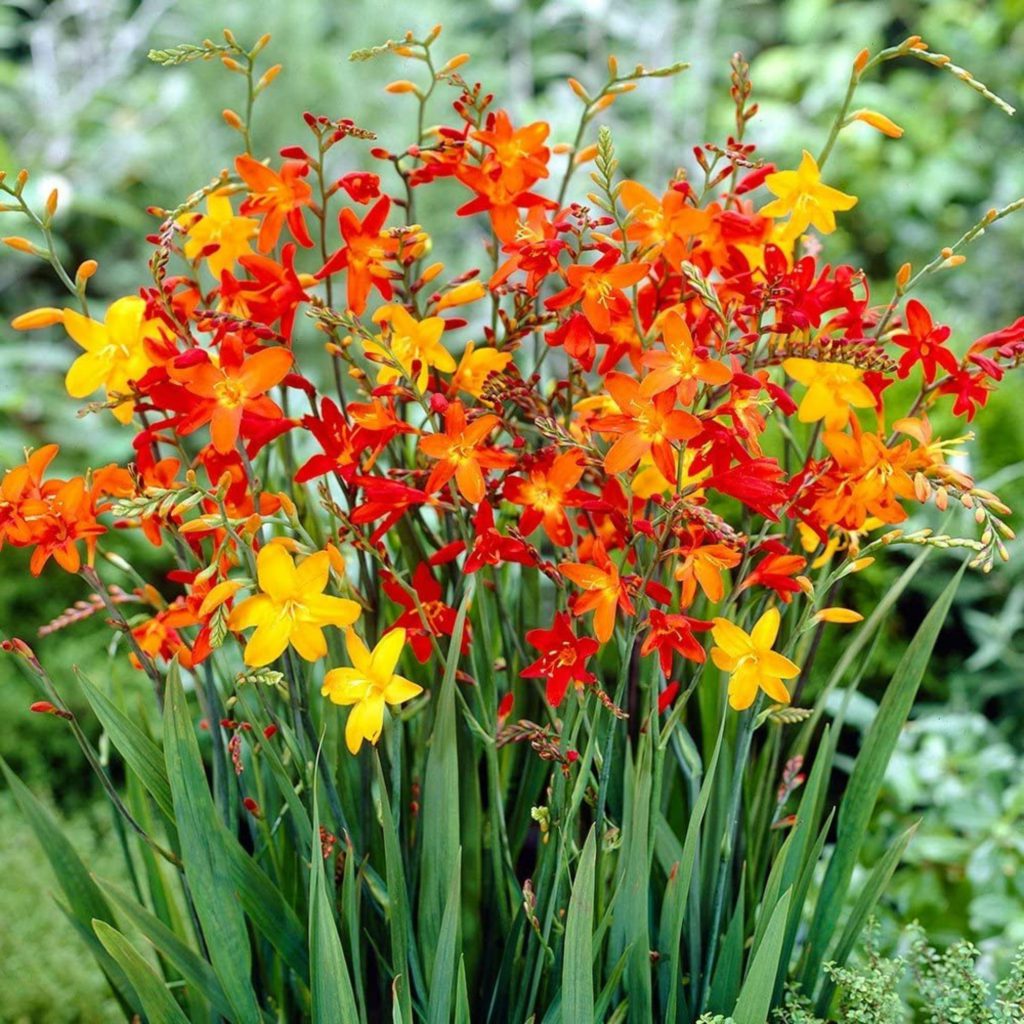 Crocosmia Mix Buc Planterra Ro Viata Pe Verde