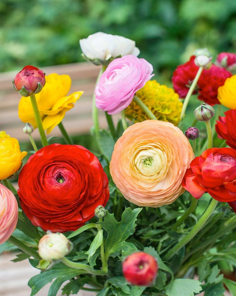 Ranunculus Mix Multicolor Buc Planterra Ro Viata Pe Verde