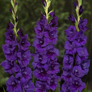 Gladiole Purple Flora-5 buc