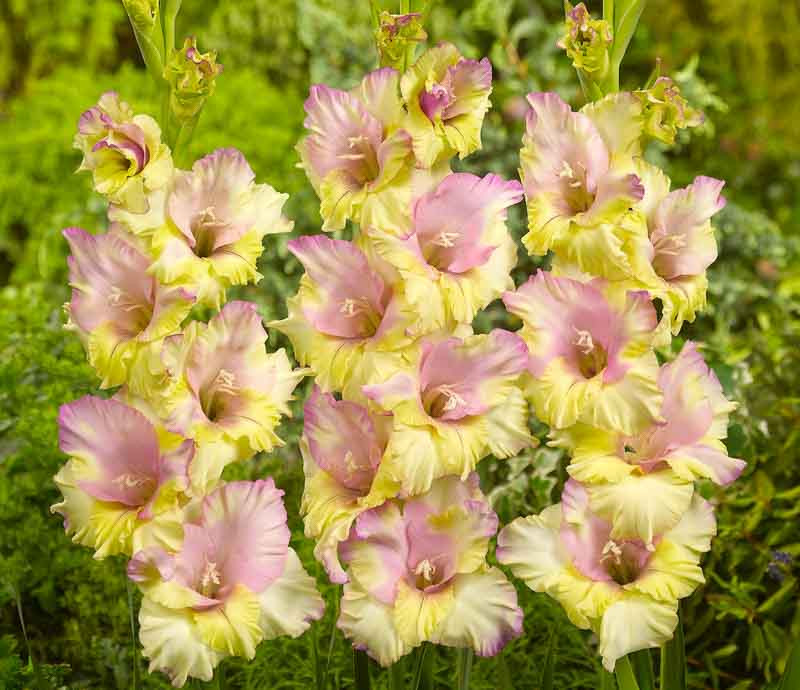 gladiolus-Mon-Amour