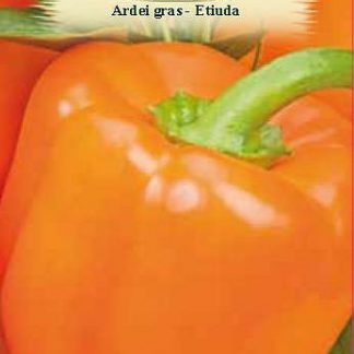 Ardei Gras Etiuda-0,2 gr.