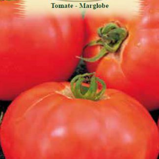 Tomate Marglobe 0,5 gr.