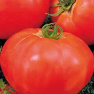 Tomate Marglobe 0,4 gr.