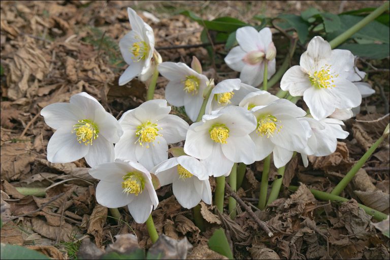 Spanz Helleborus Christmas Rose 1 Buc Planterra Ro Viata Pe Verde