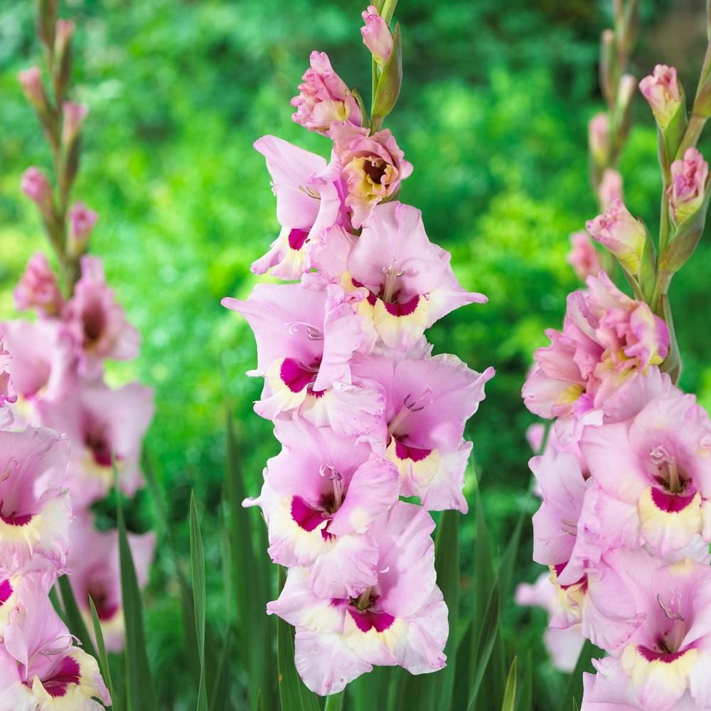 Gladiole Zamora 5 Buc Planterra Ro Viata Pe Verde