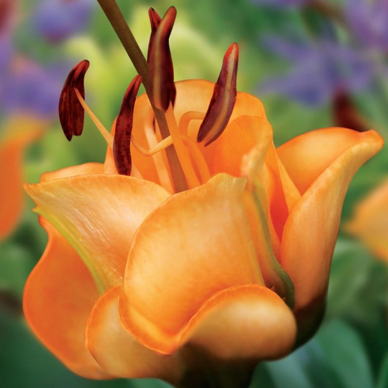Crin Apricot Fudge Lilium1buc planterra.ro viata pe verde
