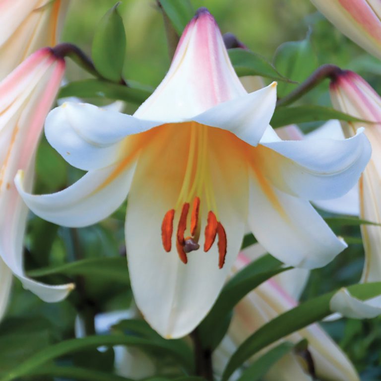 Crin High Tea Lilium 1buc Planterra Ro Viata Pe Verde