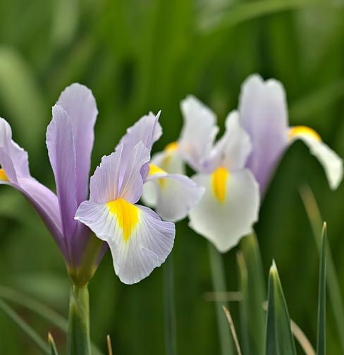 Iris Hollandica King Mauve Buc Planterra Ro Viata Pe Verde