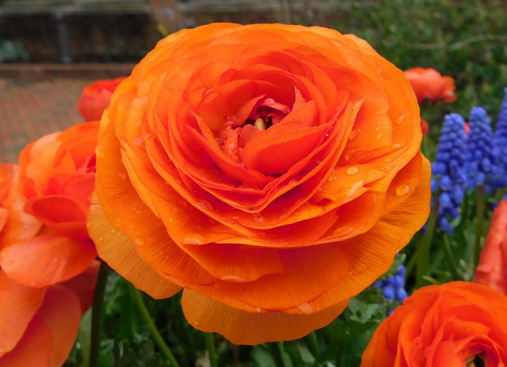 Ranunculus Orange Buc Planterra Ro Viata Pe Verde